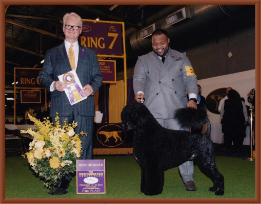 Bernie Wins Best of Breed at Westminster in February 2019 with Remy Smith-Lewis